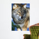 Wolf in Sweden Wall Mural