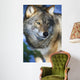 Wolf in Sweden Wall Mural