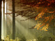 Autumn Wall Mural