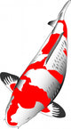 Kohaku Koi Wall Decal
