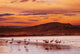 Flamingo Beach Sunset Wall Decal