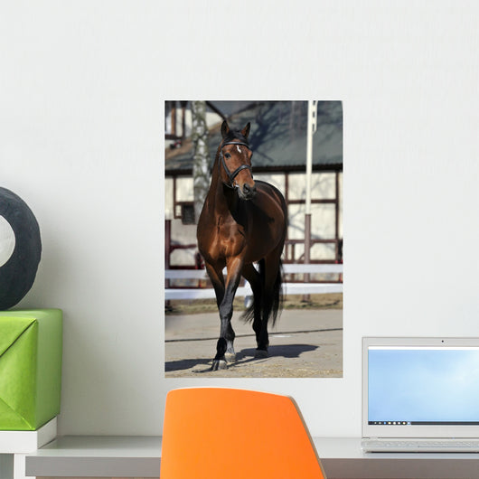 Horse Wall Mural