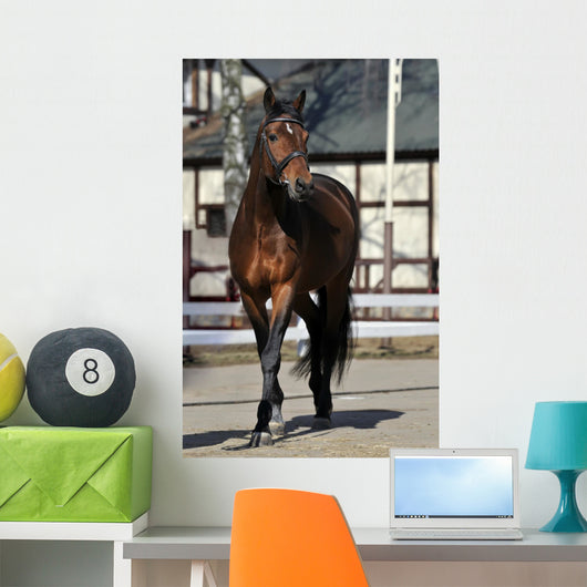 Horse Wall Mural