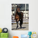 Horse Wall Mural