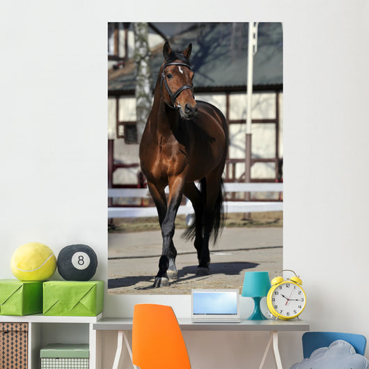 Horse Wall Mural