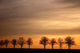 Avenue Sunset Wall Decal
