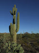 lone saguaro cactus Wall Mural