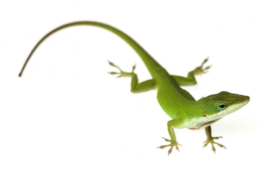 Lizard Wall Decal
