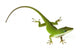 Lizard Wall Decal