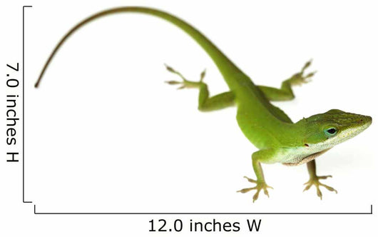 Lizard Wall Decal
