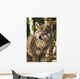 Grey wolf between birch trees in winter sun Wall Mural