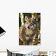 Grey wolf between birch trees in winter sun Wall Mural