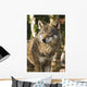 Grey wolf between birch trees in winter sun Wall Mural