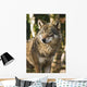 Grey wolf between birch trees in winter sun Wall Mural