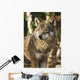 Grey wolf between birch trees in winter sun Wall Mural