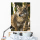 Grey wolf between birch trees in winter sun Wall Mural
