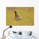 Pheasant Wall Mural