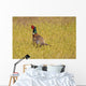 Pheasant Wall Mural