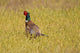 Pheasant Wall Mural