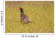 Pheasant Wall Mural