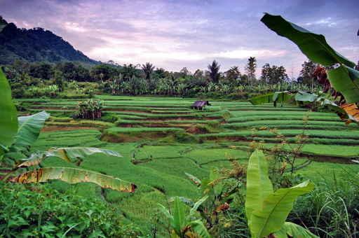 Rice Field Wall Decal