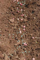 Pea Seed and Fertilizer Wall Decal