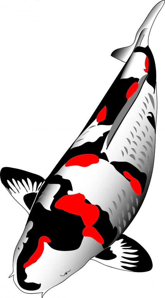 Tansho Koi Wall Decal