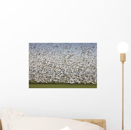 Migratory Geese Lift-Off Wall Mural