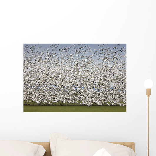 Migratory Geese Lift-Off Wall Mural