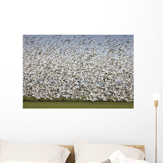 Migratory Geese Lift-Off Wall Mural