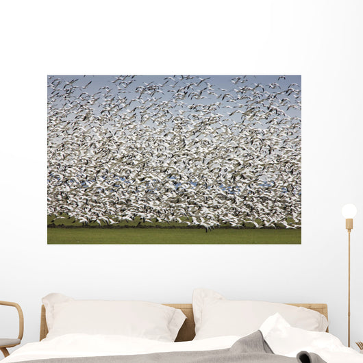 Migratory Geese Lift-Off Wall Mural