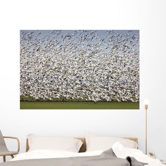 Migratory Geese Lift-Off Wall Mural