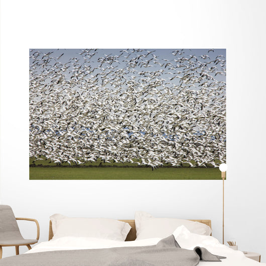 Migratory Geese Lift-Off Wall Mural