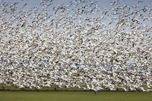 Migratory Geese Lift-Off Wall Mural