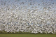 Migratory Geese Lift-Off Wall Mural