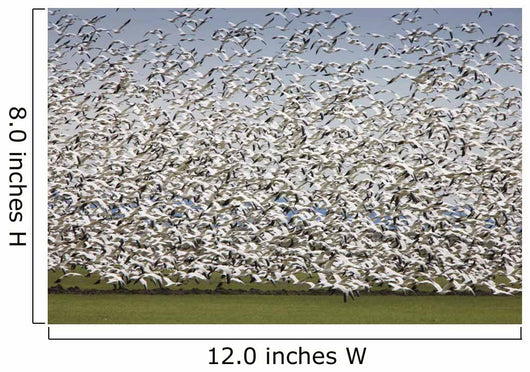Migratory Geese Lift-Off Wall Mural