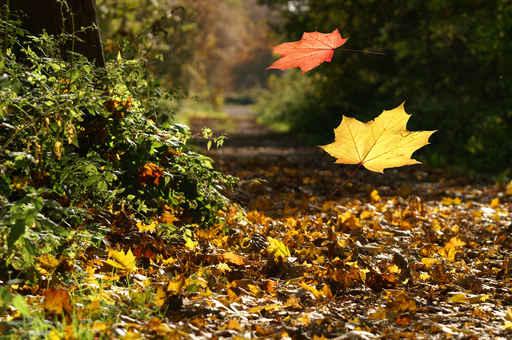 Autumn Wall Decal Design 2