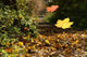 Autumn Wall Decal Design 2