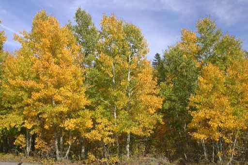 Fall Colors Wall Decal Design 3