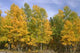 Fall Colors Wall Decal Design 3