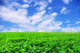 Pasture Wall Decal Design 2