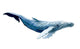 Watercolor Whale Wall Decal