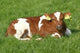 Curious Calf Wall Decal Design 2