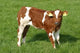 Curious Calf Wall Decal Design 1