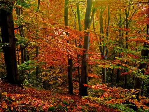 Herbstwald Wall Decal