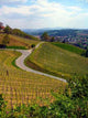 Wine Road Wall Decal