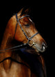 Thoroughbred Stallion Wall Mural
