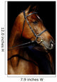 Thoroughbred Stallion Wall Mural