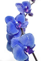 blue orchids Wall Decal