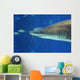 Shark Smile Wall Mural
